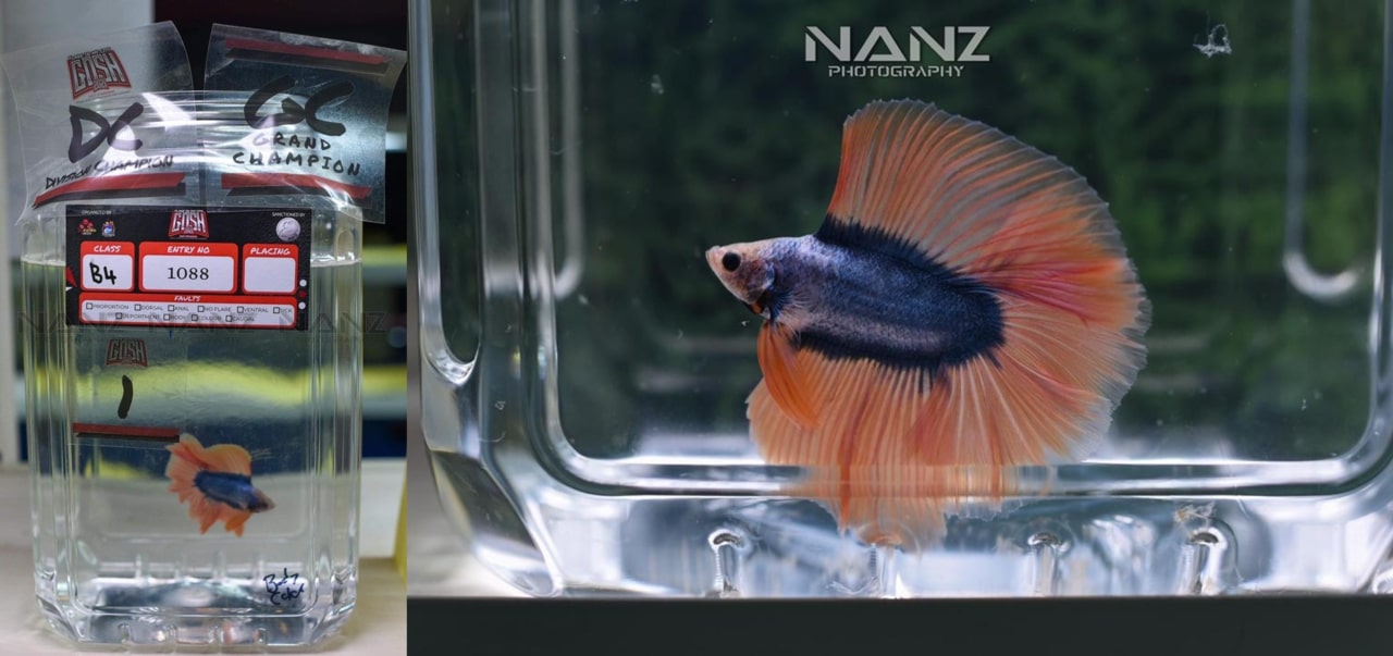 betta